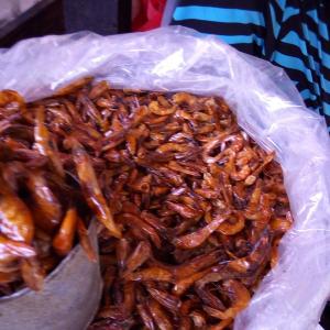 Dried Shrimps