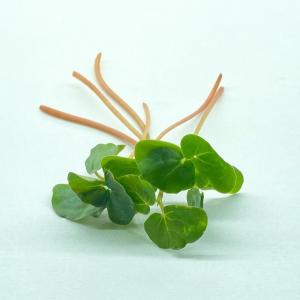 Microgreen - Buckwheat