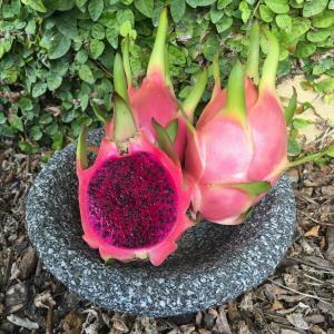 Grow your own Dragon Fruit Vine 