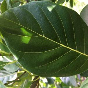 Premium Jackfruit (Cowa) Leaves 30+ Harvested FRESH ~ USA Organic