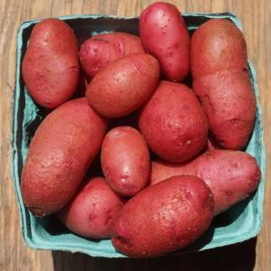 potatoes - red thumb. Multiple product options available: 2