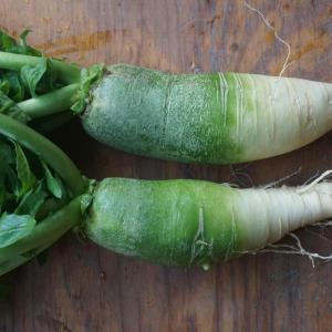 radish - daikon green with tops