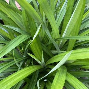 PANDAN Leaves FRESH Organic Farm direct USA 1/2 dozen