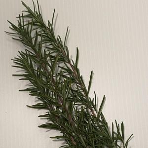 Fresh Rosemary