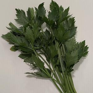 Fresh Cutting Celery